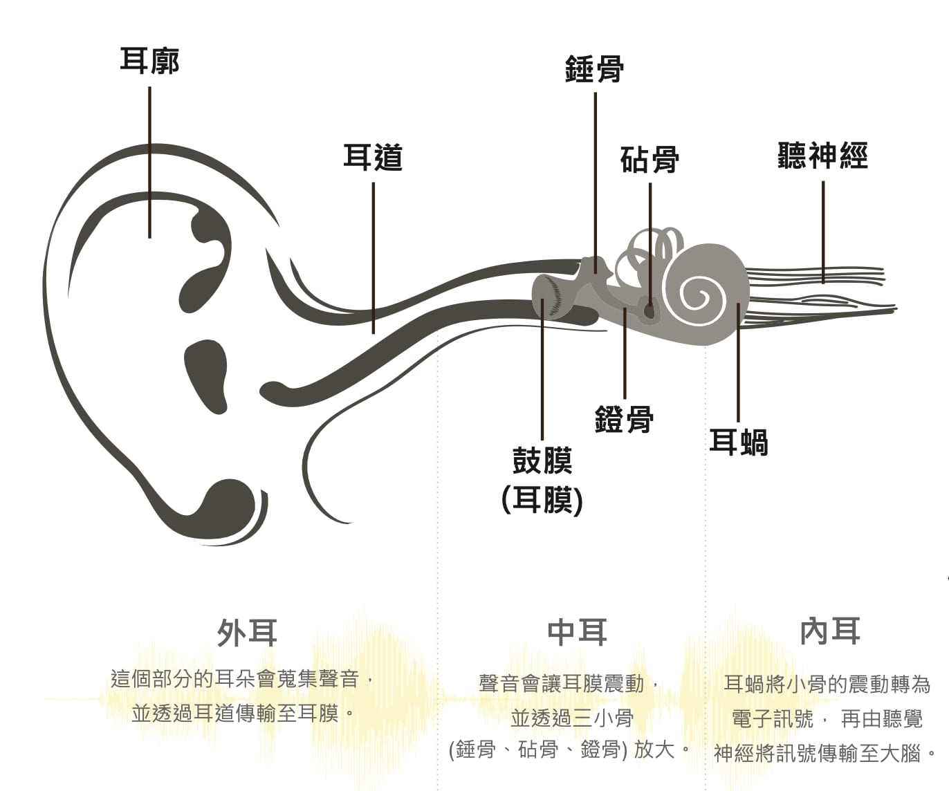 耳朵如何運作